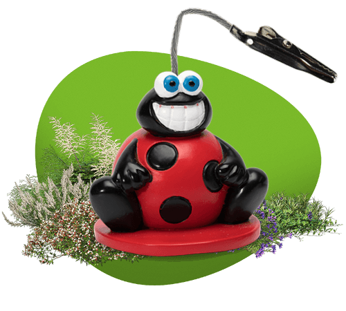 Loto clip coccinelle 